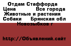 Отдам Стаффорда › Цена ­ 2 000 - Все города Животные и растения » Собаки   . Брянская обл.,Новозыбков г.